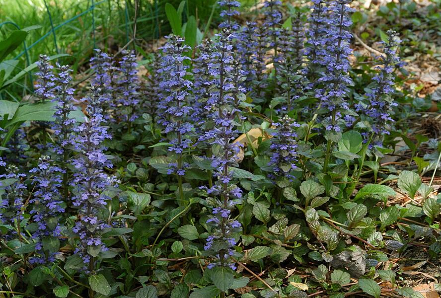 Zběhovec - Ajuga mix
