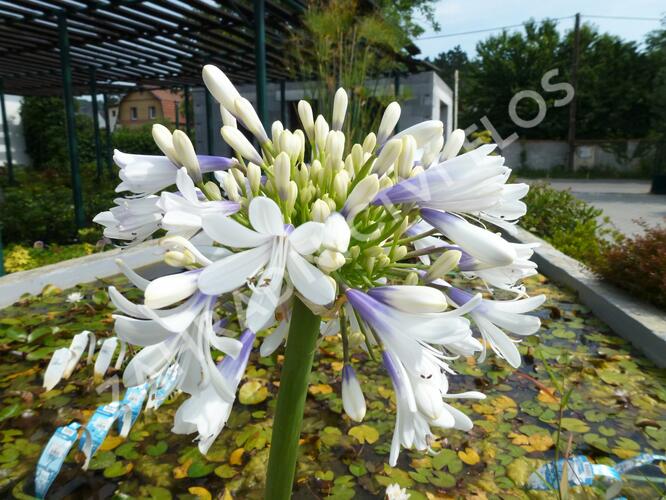 Kalokvět východní 'Queen Mum' - Agapanthus orientalis 'Queen Mum'