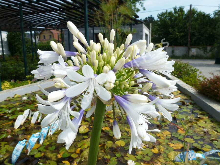 Kalokvět východní 'Queen Mum' - Agapanthus orientalis 'Queen Mum'