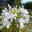 Kalokvět východní 'Queen Mum' - Agapanthus orientalis 'Queen Mum'