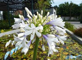 Kalokvět východní 'Queen Mum' - Agapanthus orientalis 'Queen Mum'
