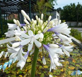 Kalokvět východní 'Queen Mum' - Agapanthus orientalis 'Queen Mum'