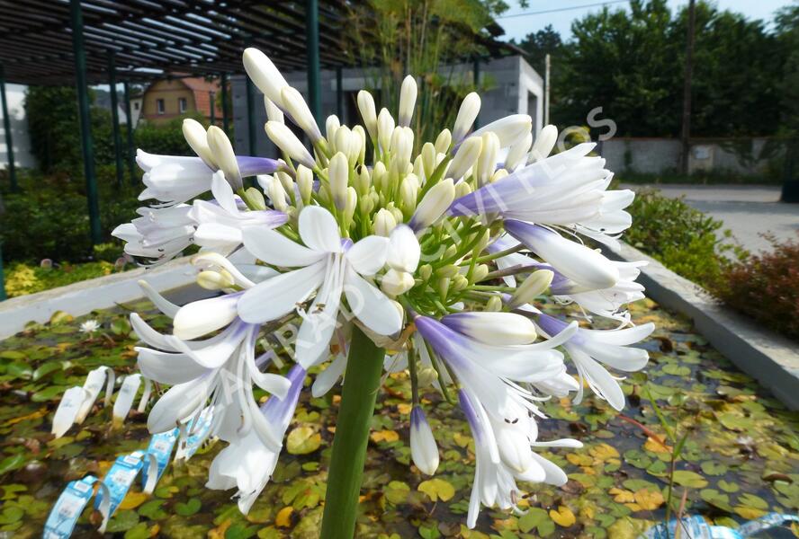 Kalokvět východní 'Queen Mum' - Agapanthus orientalis 'Queen Mum'