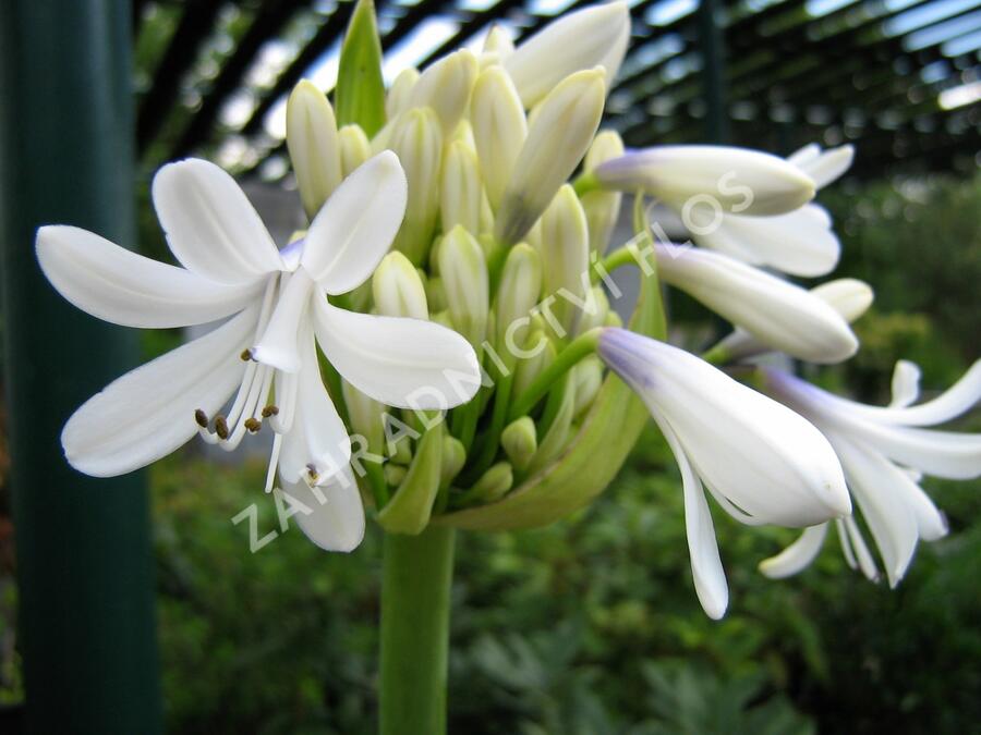 Kalokvět východní 'Queen Mum' - Agapanthus orientalis 'Queen Mum'
