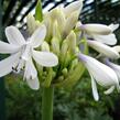 Kalokvět východní 'Queen Mum' - Agapanthus orientalis 'Queen Mum'
