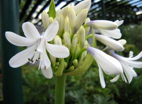 Kalokvět východní 'Queen Mum' - Agapanthus orientalis 'Queen Mum'