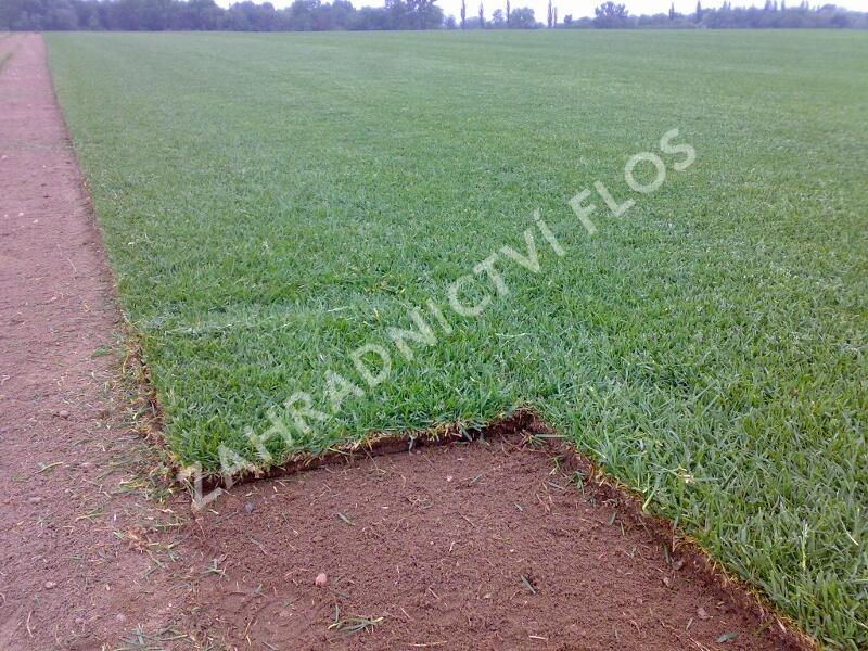Trávníkový koberec standard - Trávníkový koberec standard