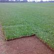Trávníkový koberec standard - Trávníkový koberec standard
