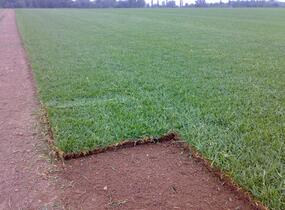 Trávníkový koberec standard - Trávníkový koberec standard