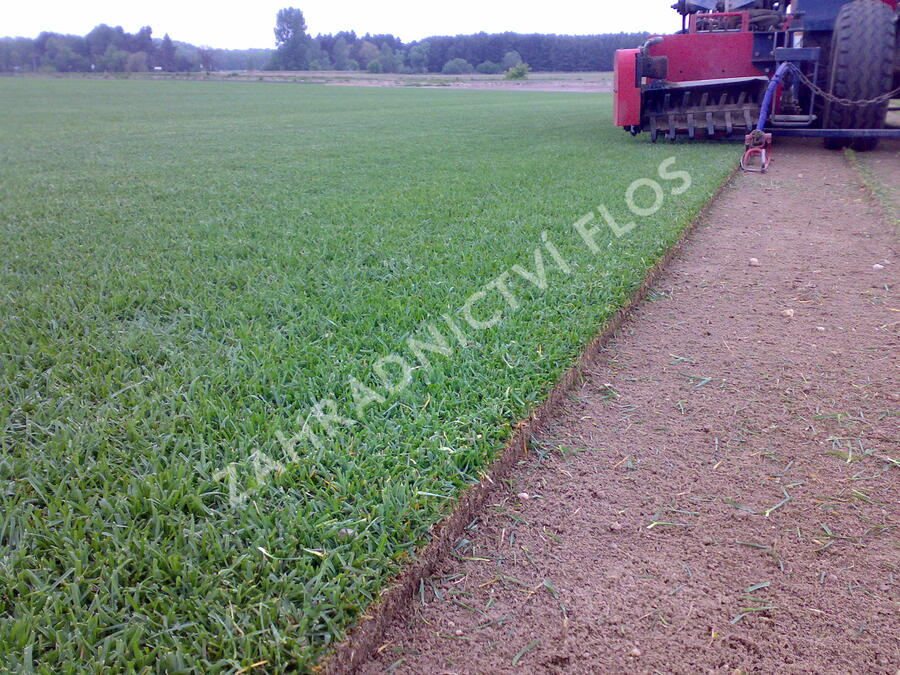 Trávníkový koberec standard - Trávníkový koberec standard
