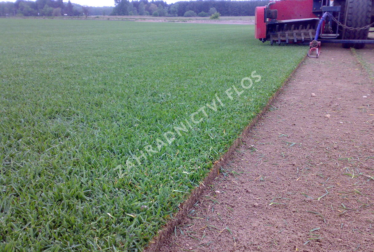 Trávníkový koberec standard - Trávníkový koberec standard