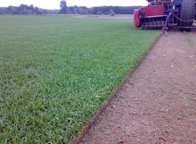 Trávníkový koberec standard - Trávníkový koberec standard