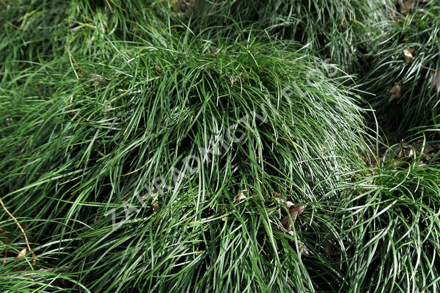 Sedoulek japonský - Ophiopogon japonicus