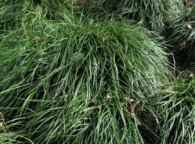Sedoulek japonský - Ophiopogon japonicus