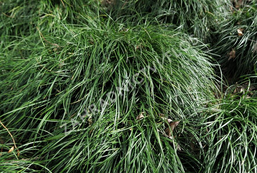 Sedoulek japonský - Ophiopogon japonicus