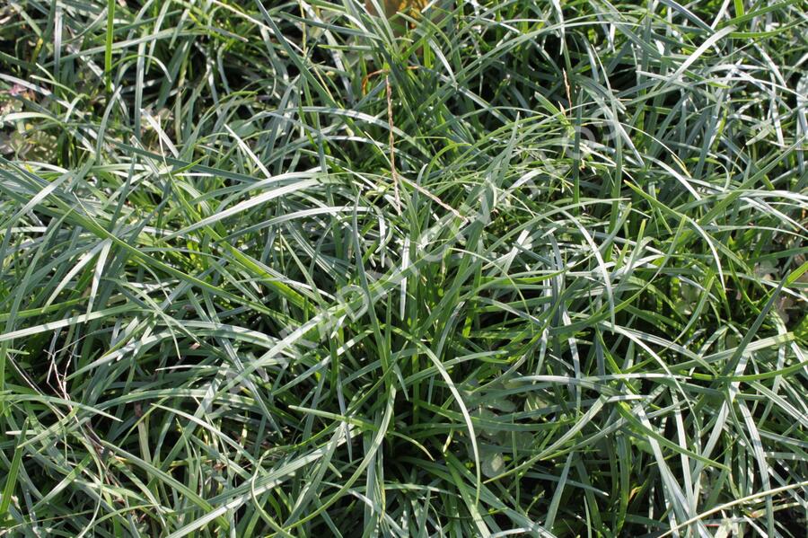 Sedoulek japonský - Ophiopogon japonicus