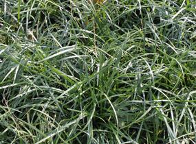 Sedoulek japonský - Ophiopogon japonicus