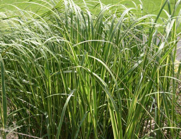 Spartina hřebenitá - Spartina pectinata