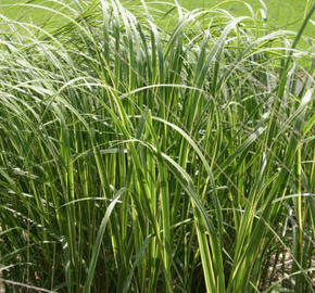 Spartina hřebenitá - Spartina pectinata