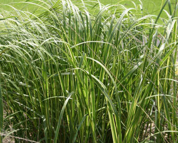 Spartina hřebenitá