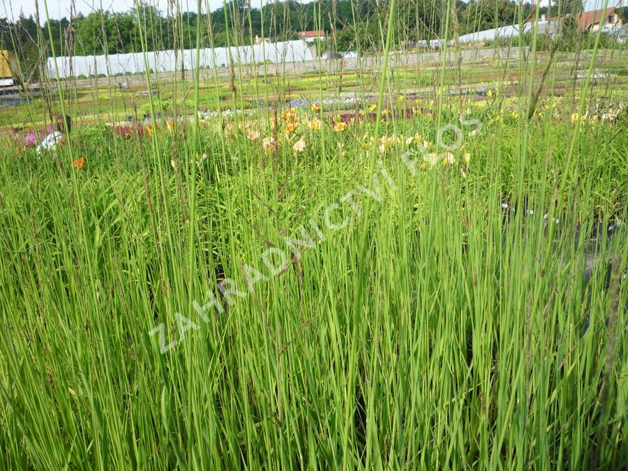 Bezkolenec rákosovitý 'Karl Foerster' - Molinia arundinacea 'Karl Foerster'