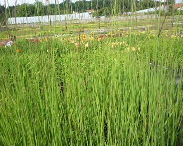 Bezkolenec rákosovitý 'Karl Foerster'