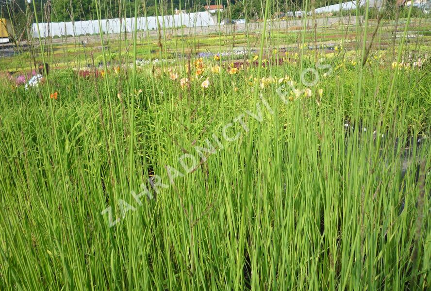 Bezkolenec rákosovitý 'Karl Foerster' - Molinia arundinacea 'Karl Foerster'
