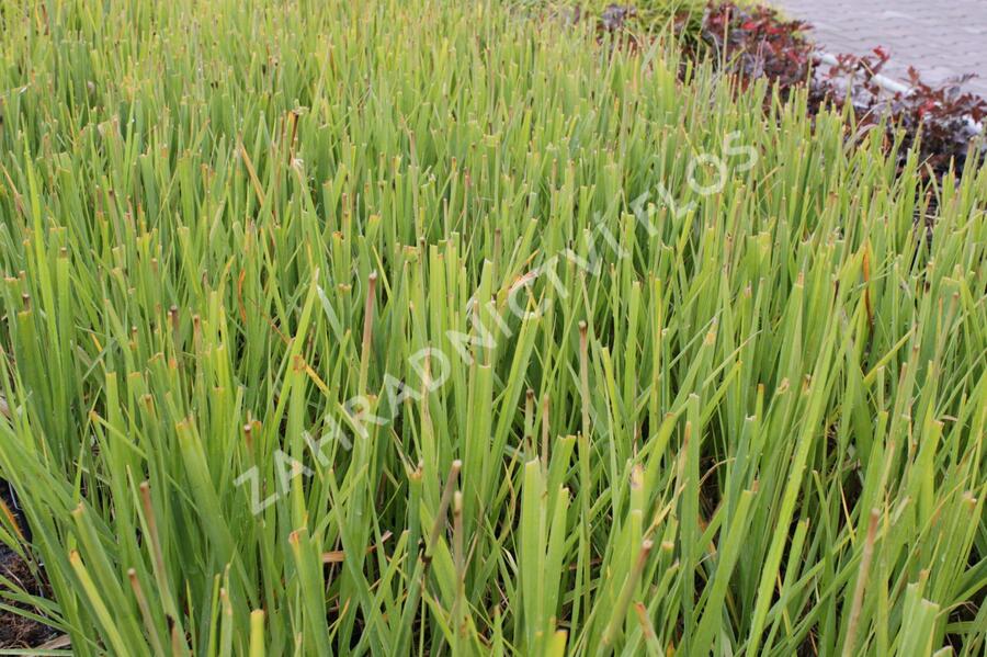 Bezkolenec rákosovitý 'Karl Foerster' - Molinia arundinacea 'Karl Foerster'