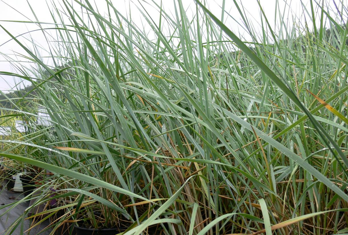 Ječmenice písečná - Leymus arenarius