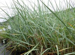 Ječmenice písečná - Leymus arenarius