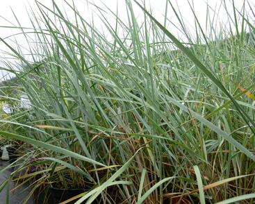 Ječmenice písečná