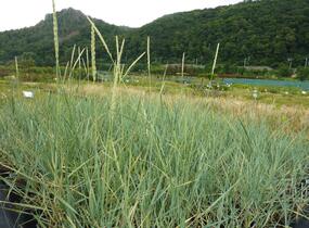 Ječmenice písečná - Leymus arenarius