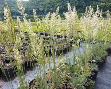 Smělek sivý 'Coolio'