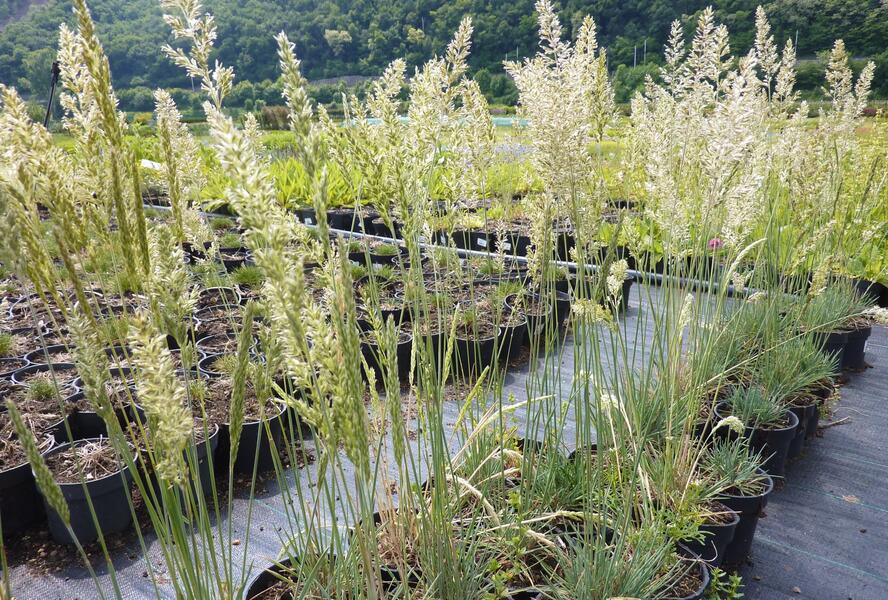 Smělek sivý 'Coolio' - Koeleria glauca 'Coolio'