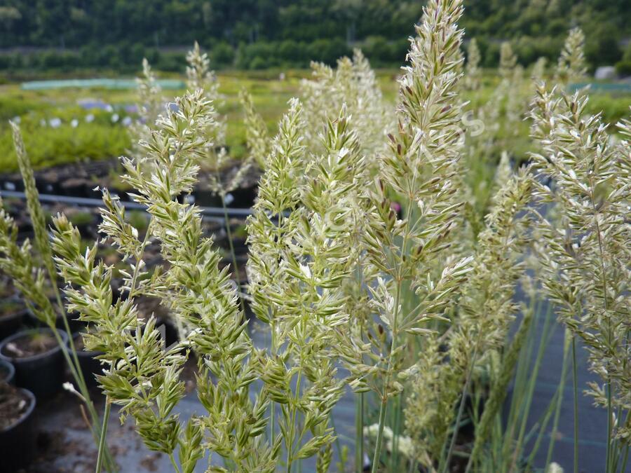 Smělek sivý 'Coolio' - Koeleria glauca 'Coolio'