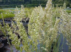 Smělek sivý 'Coolio' - Koeleria glauca 'Coolio'
