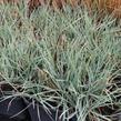 Smělek sivý 'Coolio' - Koeleria glauca 'Coolio'