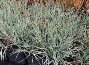 Smělek sivý 'Coolio' - Koeleria glauca 'Coolio'