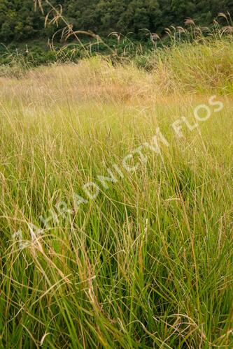 Metlice trsnatá 'Goldschleier' - Deschampsia caespitosa 'Goldschleier'