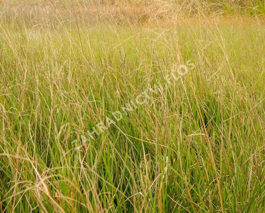 Metlice trsnatá 'Goldschleier' - Deschampsia caespitosa 'Goldschleier'