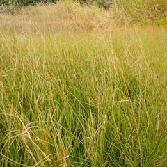 Metlice trsnatá 'Goldschleier' - Deschampsia caespitosa 'Goldschleier'