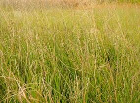Metlice trsnatá 'Goldschleier' - Deschampsia caespitosa 'Goldschleier'