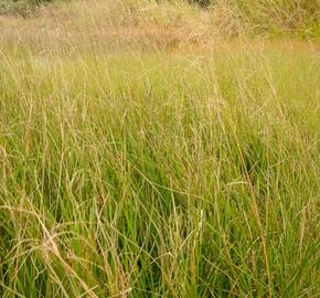 Metlice trsnatá 'Goldschleier' - Deschampsia caespitosa 'Goldschleier'