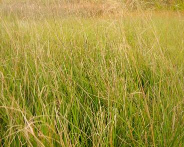Metlice trsnatá 'Goldschleier'