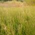 metlice-trsnata-goldschleier.jpg