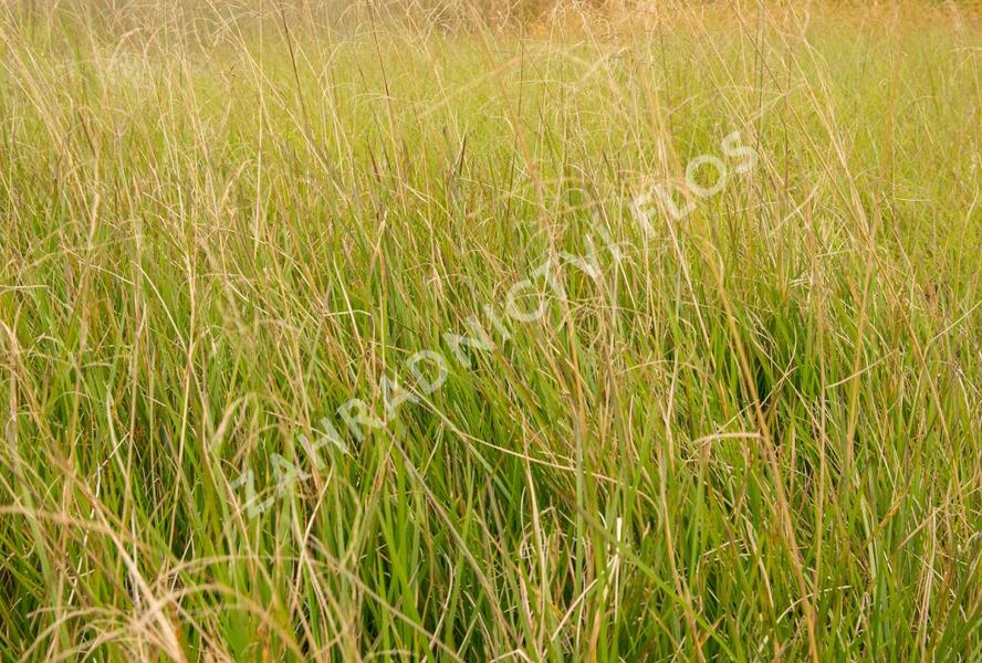 Metlice trsnatá 'Goldschleier' - Deschampsia caespitosa 'Goldschleier'