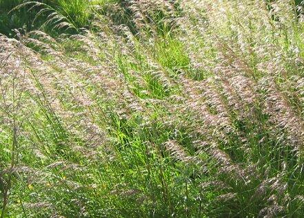 Metlice trsnatá 'Goldschleier' - Deschampsia caespitosa 'Goldschleier'