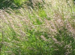Metlice trsnatá 'Goldschleier' - Deschampsia caespitosa 'Goldschleier'