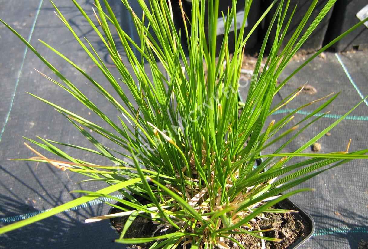 Metlice trsnatá 'Goldschleier' - Deschampsia caespitosa 'Goldschleier'