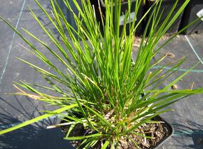 Metlice trsnatá 'Goldschleier' - Deschampsia caespitosa 'Goldschleier'